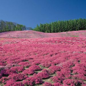 八宝景天花海