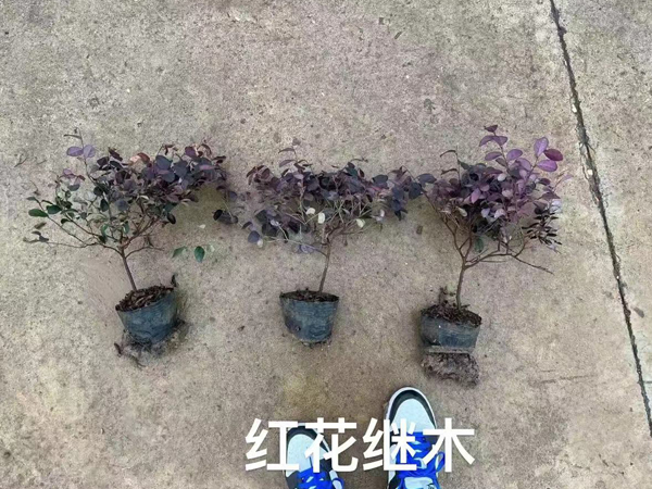 红花继木.jpg